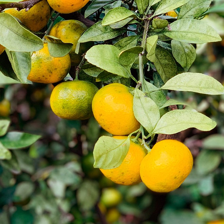 [제주옥황] 극조생귤 5kg