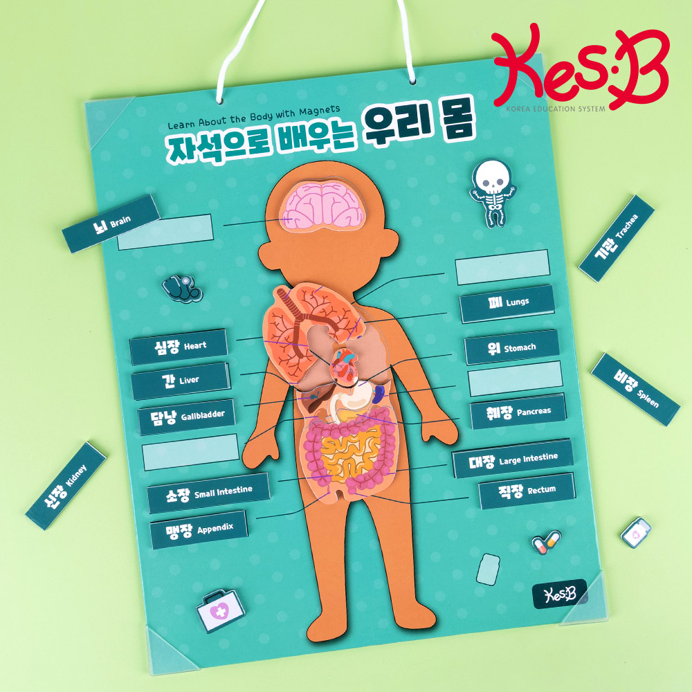 자석으로배우는우리몸(11201679)