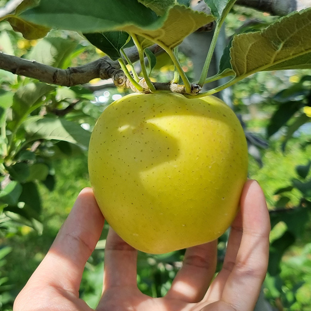 산지직송 국내산 시나노 정품사과 2kg 3kg