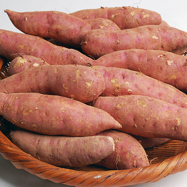 [푸토리] 황토밭 해남 꿀 고구마 2.5kg(특상_개당 100~280g)