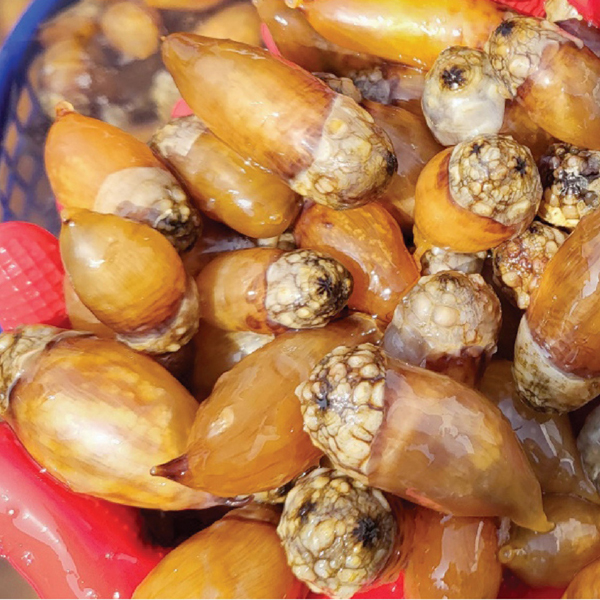 [바로봄] 생물 참 미더덕 1kg(500gx2봉)