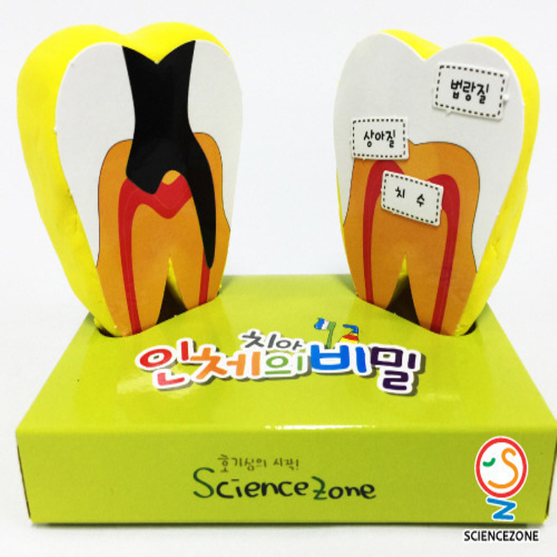 인체의비밀-치아[5인용] 초등과학실험키트